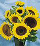 Sunny Hybrid Sunflower